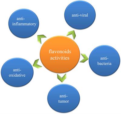 The Role of Flavonoids in the Osteogenic Differentiation of Mesenchymal Stem Cells